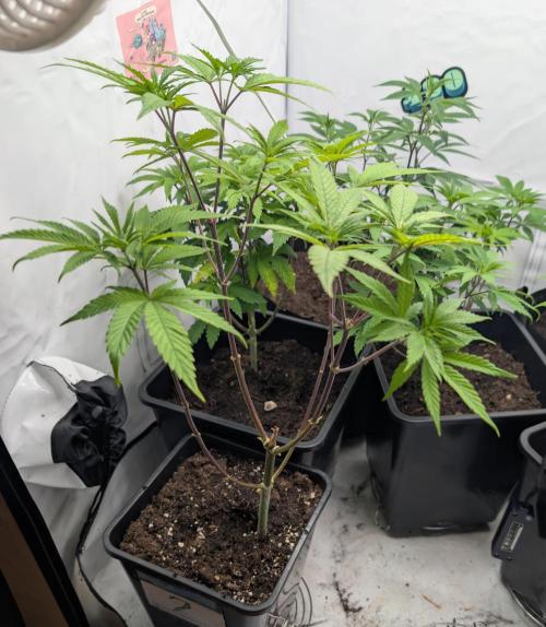 Big Blackberry. Week 10 - D62