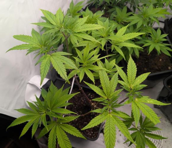 Big Blackberry. Week 10 - D62