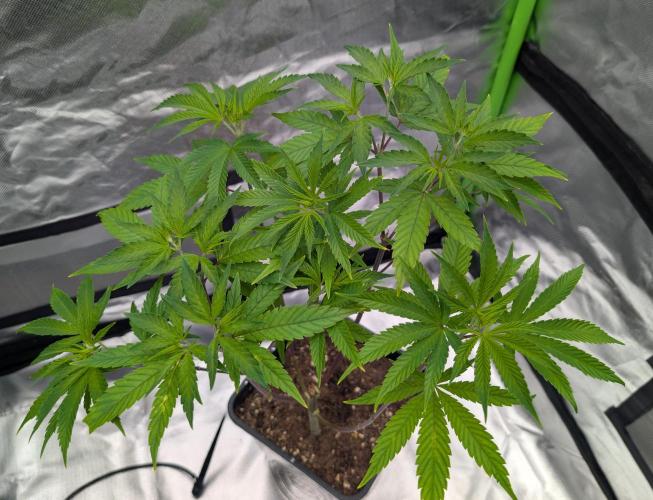 Big Blackberry. Week 10 - D65