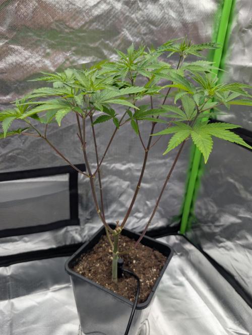 Big Blackberry. Week 10 - D65