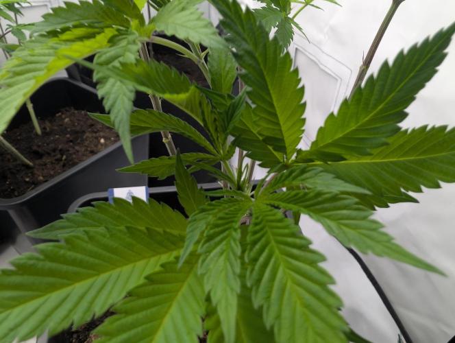 raisin. Week 10 - D62