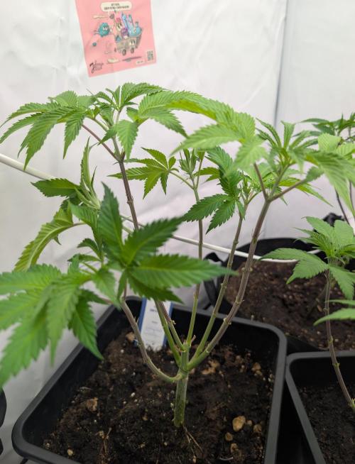 raisin. Week 10 - D62