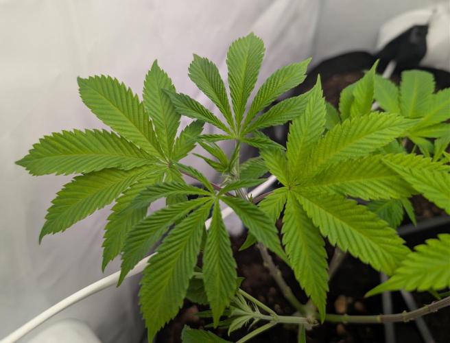 raisin. Week 10 - D62