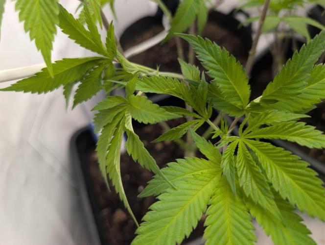 raisin. Week 10 - D62