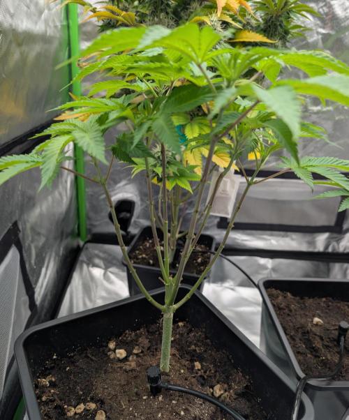 raisin. Week 10 - D65