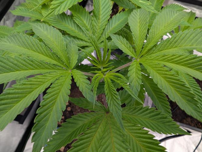 Grapevine Candy. Week 10