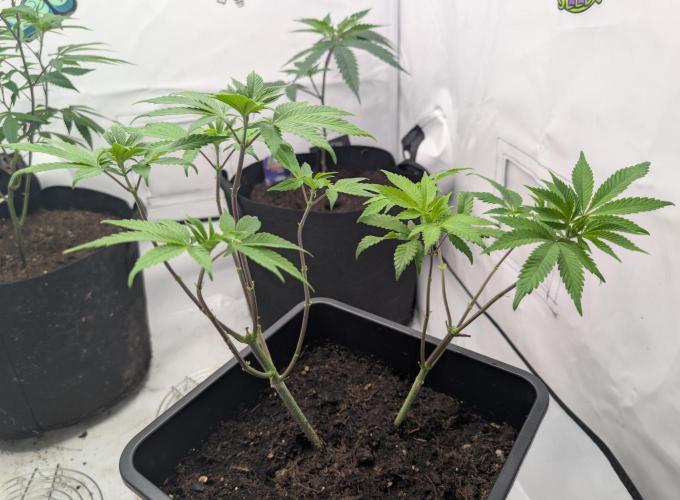 double cherry. Week 10 - D62