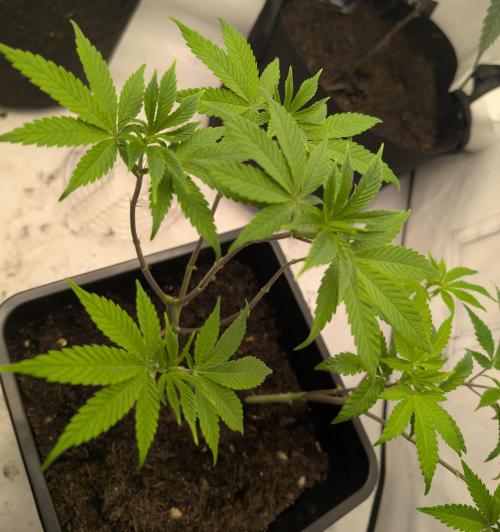 double cherry. Week 10 - D62