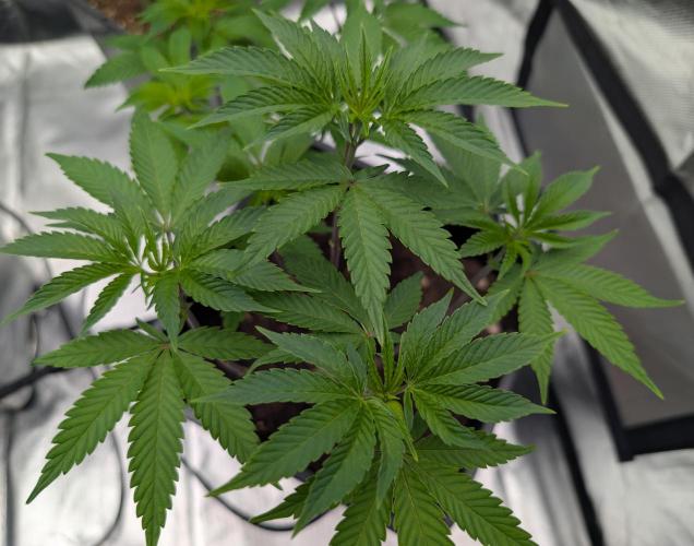 Cherry Bacio. Week 10