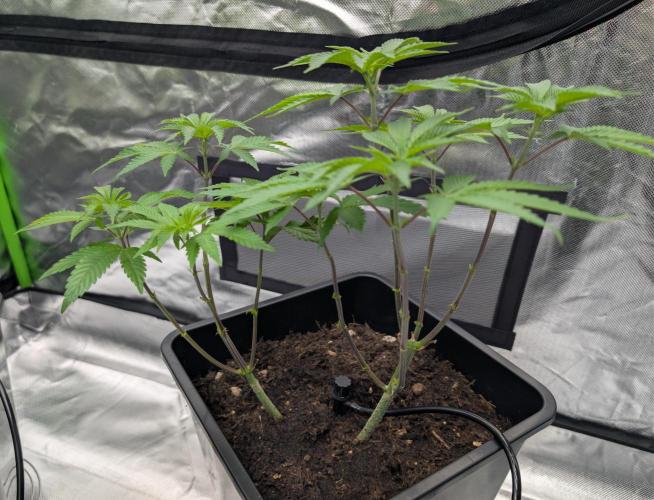 double cherry. Week 10 - D65