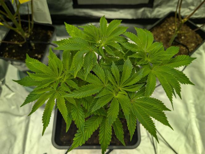 B B B. Week 10 - D65