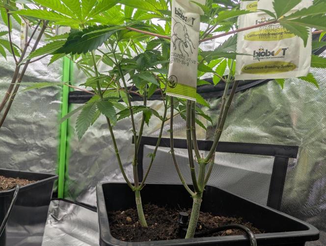 double cherry. Week 11