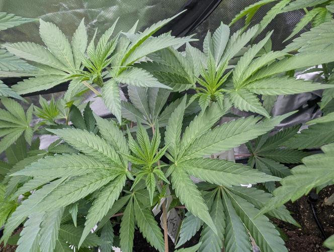 double cherry. Week 11