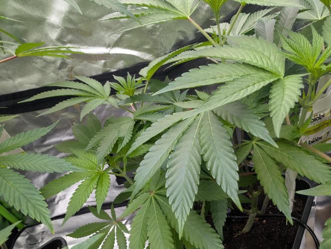 Cherry Bacio. Week 11