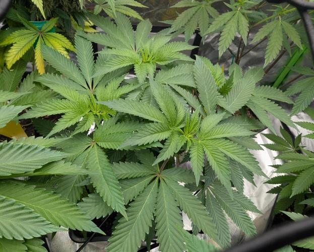 B B B. Week 11