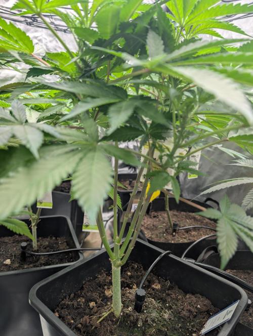 raisin. Week 11