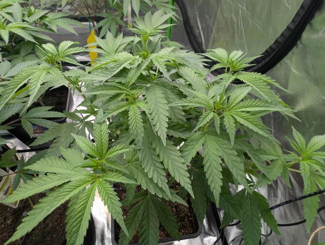 Papayaya Paradise. Week 11