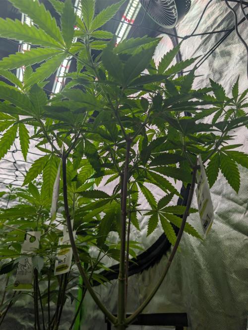 Papayaya Paradise. Week 11