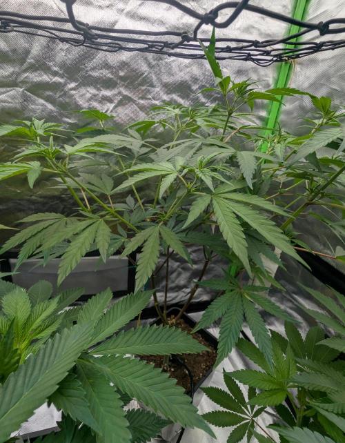 Big Blackberry. Week 11