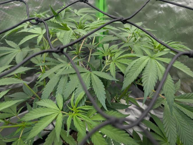 Big Blackberry. Week 11