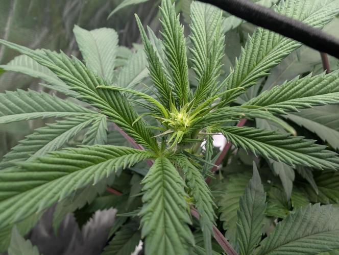 raisin. Week 12