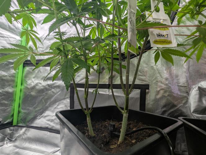 double cherry. Week 12