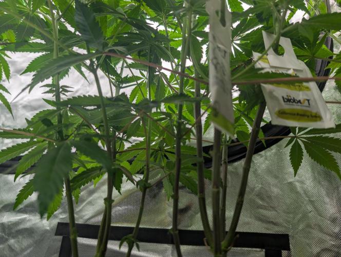 double cherry. Week 12