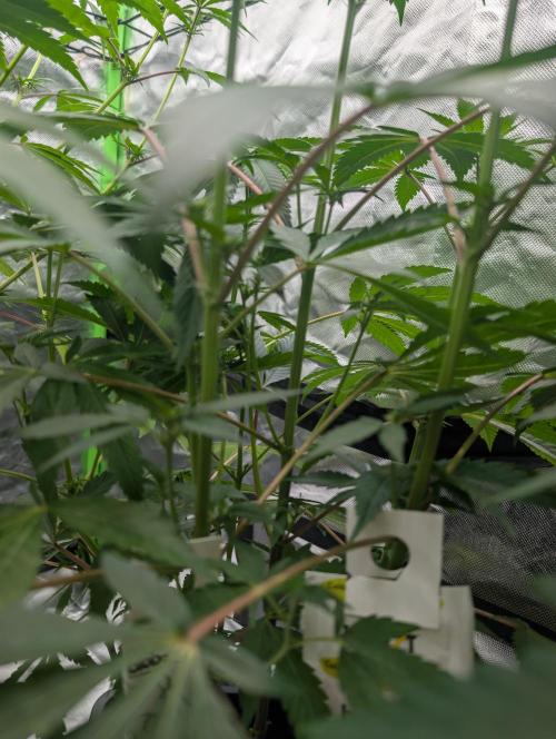 double cherry. Week 12