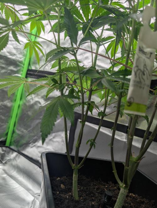Cherry Bacio. Week 12