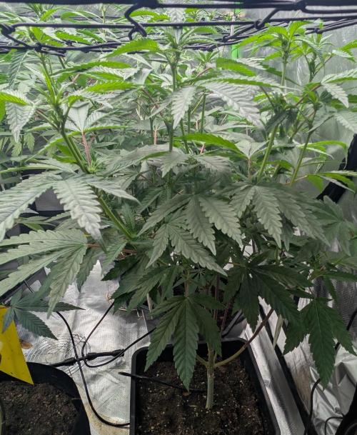 Papayaya Paradise. Week 12