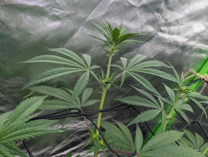 Big Blackberry. Week 12