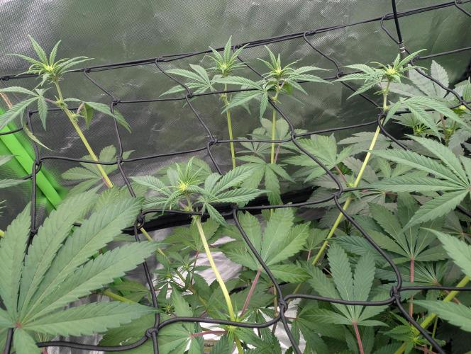 Big Blackberry. Week 12