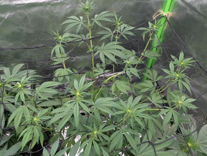 Blackberry Herer. Week 12