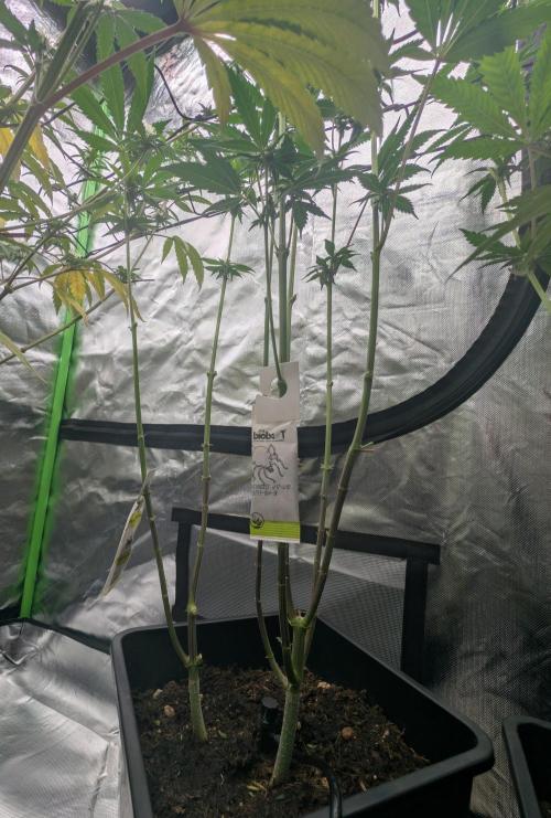 double cherry. Week 13