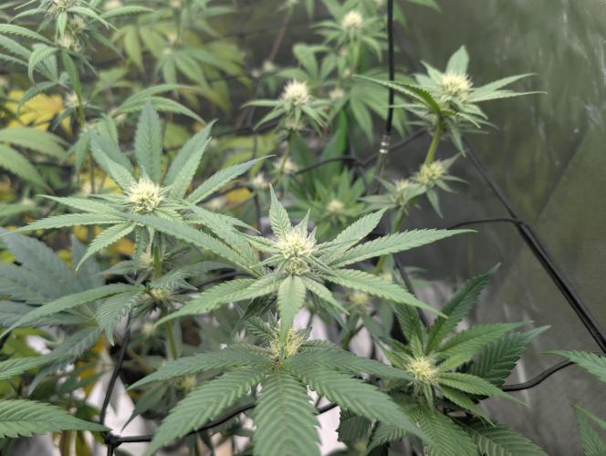 double cherry. Week 13