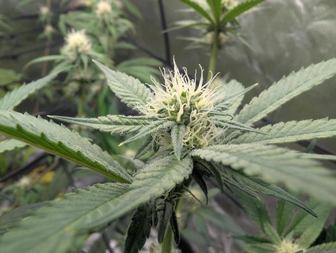 double cherry. Week 13