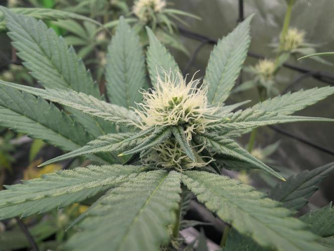 double cherry. Week 13