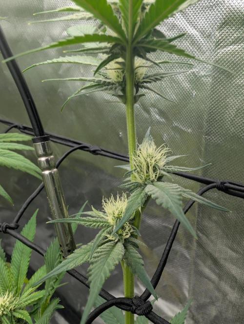 double cherry. Week 13