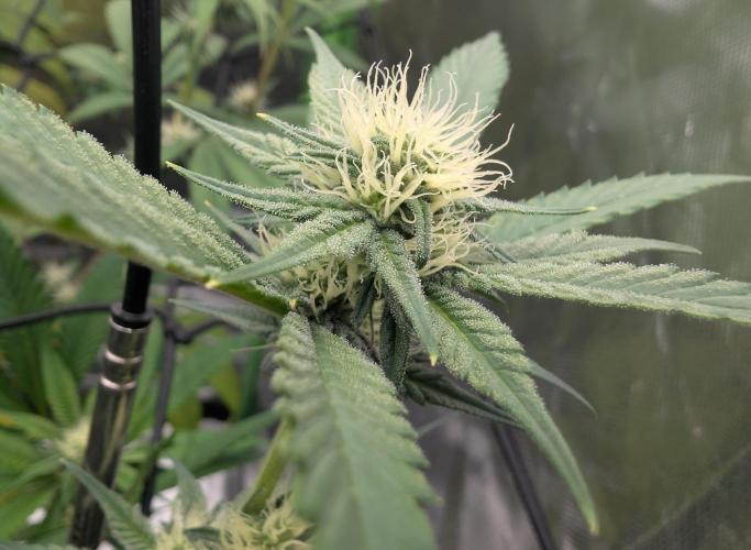 double cherry. Week 13