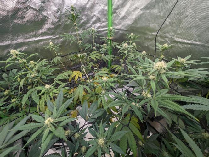 Big Blackberry. Week 13