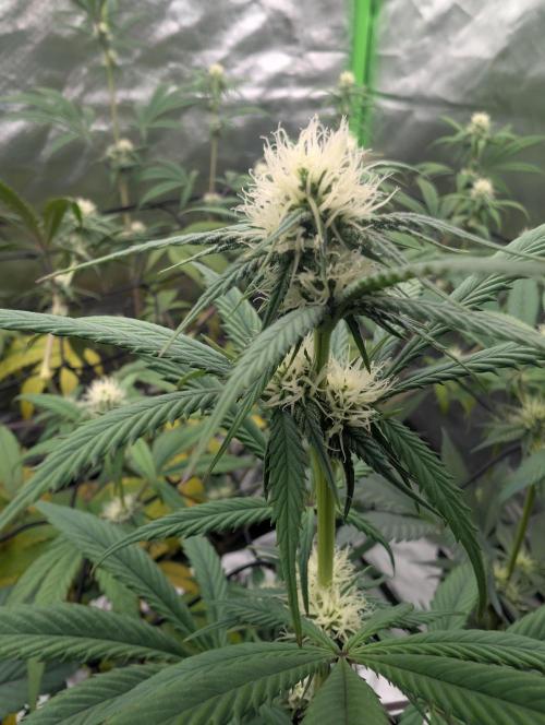 Big Blackberry. Week 13