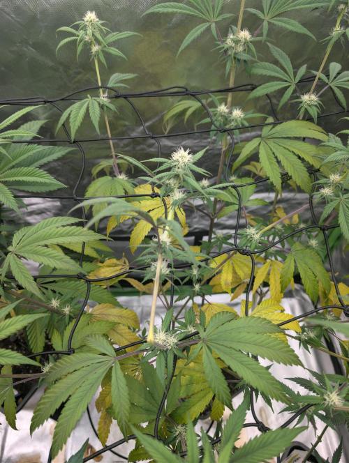 Big Blackberry. Week 13