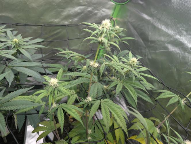 Big Blackberry. Week 13