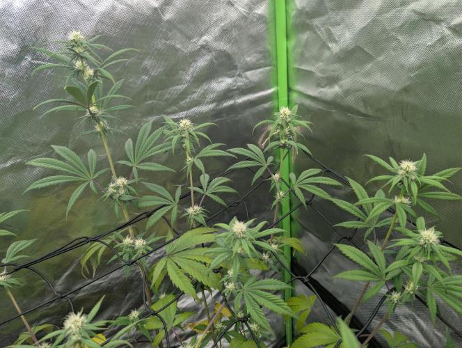 Big Blackberry. Week 13