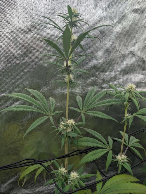 Big Blackberry. Week 13