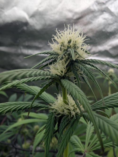 Big Blackberry. Week 13
