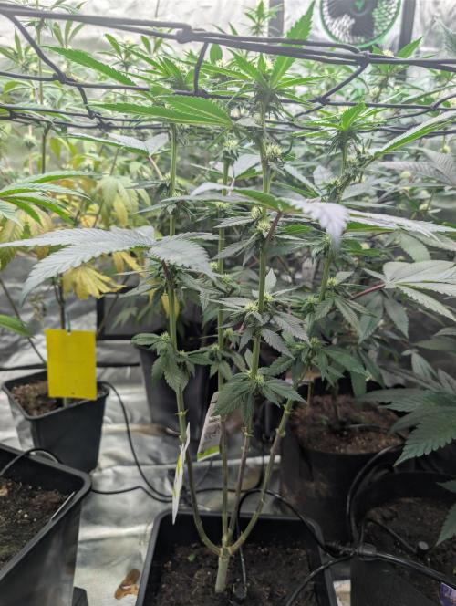B B B. Week 13