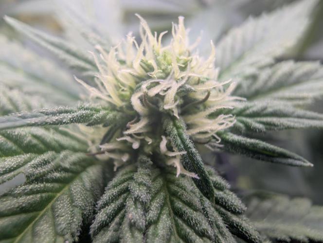 B B B. Week 13