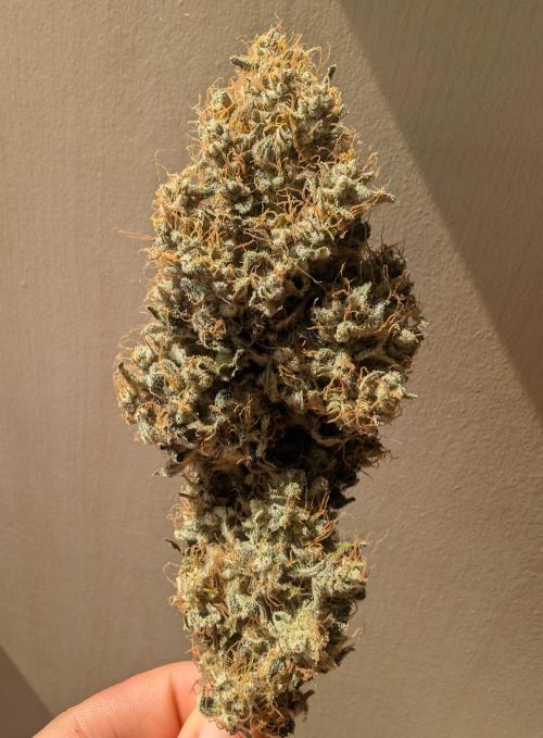 2026 to the Eternity. Week 16 - 10.5g headbud