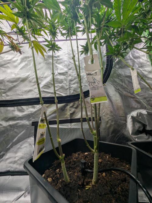 double cherry. Week 14
